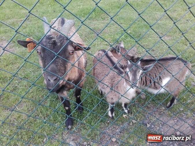 Zdjęcie w galerii na portalu naszraciborz.pl: Zwierzę najlepszym przyjacielem człowieka - przekonaj się o tym w minizoo w Gamowie! wiadomości z regionu