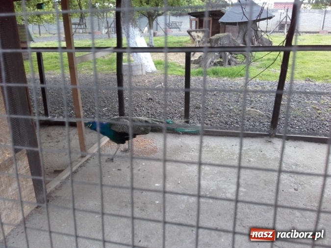 Zdjęcie w galerii na portalu naszraciborz.pl: Zwierzę najlepszym przyjacielem człowieka - przekonaj się o tym w minizoo w Gamowie! wiadomości z regionu