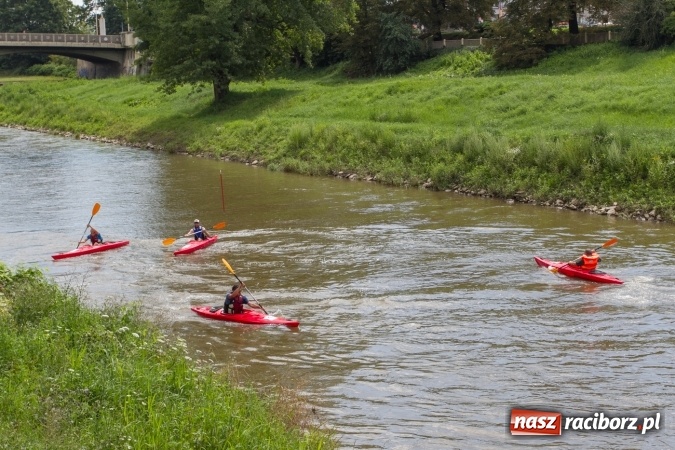 Zdjęcie w galerii na portalu naszraciborz.pl: Pływackie sprinty na Odrze FOTO i wyniki  wiadomości z regionu