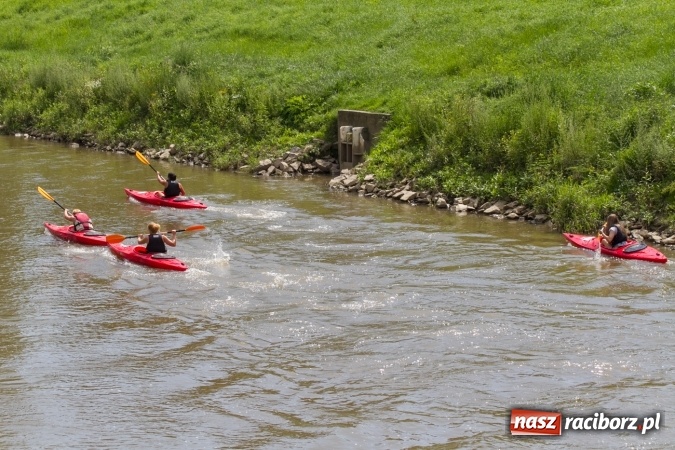 Zdjęcie w galerii na portalu naszraciborz.pl: Pływackie sprinty na Odrze FOTO i wyniki  wiadomości z regionu
