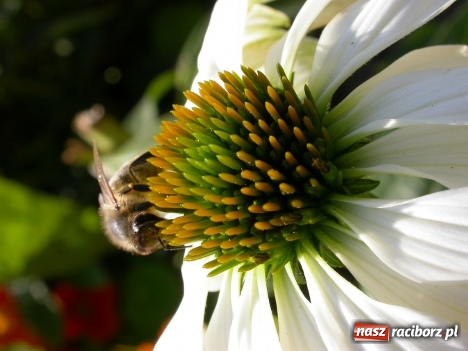 Zdjęcie w galerii na portalu naszraciborz.pl: 8 sierpnia obchody Wielkiego Dnia Pszczół w województwie śląskim wiadomości z regionu