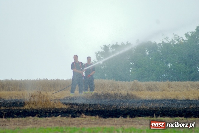Zdjęcie w galerii na portalu naszraciborz.pl: Pożar zboża pomiędzy Raciborzem-Ocicami a Żerdzinami w gminie Pietrowice Wielkie wiadomości z regionu