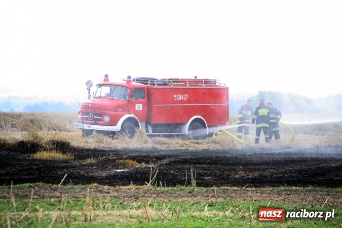 Zdjęcie w galerii na portalu naszraciborz.pl: Pożar zboża pomiędzy Raciborzem-Ocicami a Żerdzinami w gminie Pietrowice Wielkie wiadomości z regionu