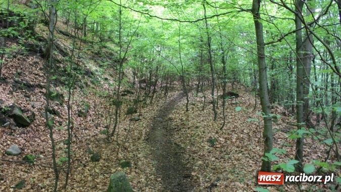 Zdjęcie w galerii na portalu naszraciborz.pl: Quady i motocykle, kt&oacute;re niszczą rezerwaty wiadomości z regionu