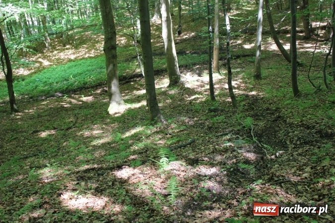 Zdjęcie w galerii na portalu naszraciborz.pl: Quady i motocykle, kt&oacute;re niszczą rezerwaty wiadomości z regionu