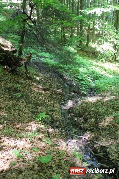 Zdjęcie w galerii na portalu naszraciborz.pl: Quady i motocykle, kt&oacute;re niszczą rezerwaty wiadomości z regionu