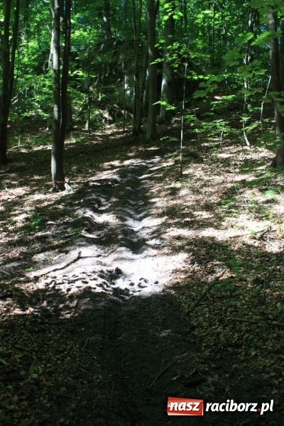 Zdjęcie w galerii na portalu naszraciborz.pl: Quady i motocykle, kt&oacute;re niszczą rezerwaty wiadomości z regionu