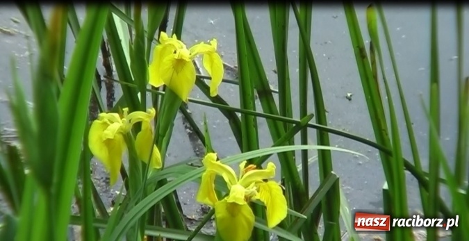 Zdjęcie w galerii na portalu naszraciborz.pl: Letnia Akcja Zamkowe Zuchy 2016 ruszyła na zamku  wiadomości z regionu