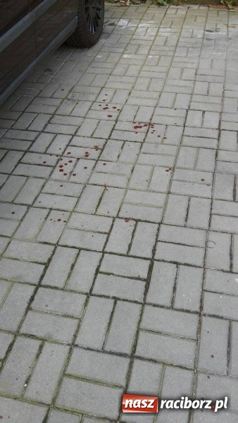 Zdjęcie w galerii na portalu naszraciborz.pl: Dostał kosą w brzuch! Nocą przy Mysłowickiej polała się krew! Policja ustala, co dokładnie się stało. Do szpitala zabrano dwóch rannych wiadomości z regionu