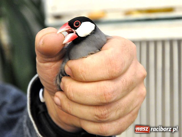 Zdjęcie w galerii na portalu naszraciborz.pl: Raciborska gala ptasich piękności wiadomości z regionu