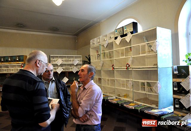 Zdjęcie w galerii na portalu naszraciborz.pl: Raciborska gala ptasich piękności wiadomości z regionu