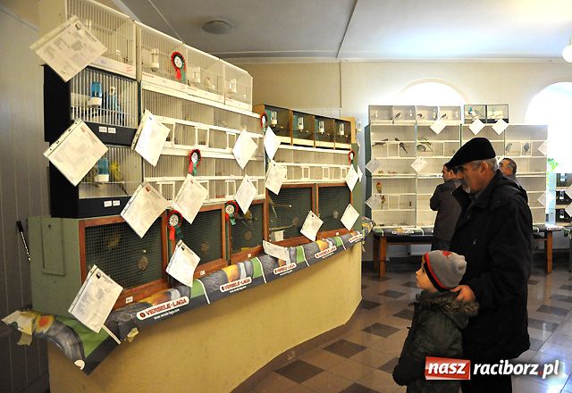 Zdjęcie w galerii na portalu naszraciborz.pl: Raciborska gala ptasich piękności wiadomości z regionu