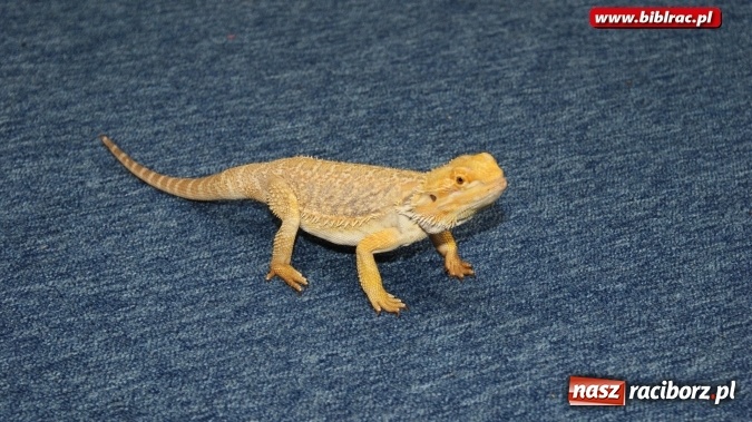 Zdjęcie w galerii na portalu naszraciborz.pl: Lato z biblioteką: Doktor Nieboli i papuga Polinezja  wiadomości z regionu