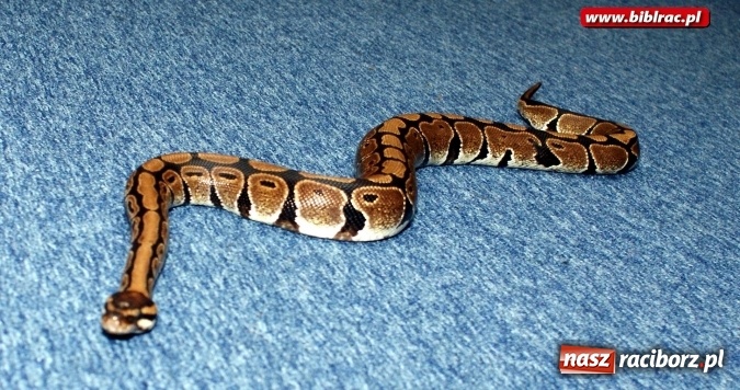 Zdjęcie w galerii na portalu naszraciborz.pl: Lato z biblioteką: Doktor Nieboli i papuga Polinezja  wiadomości z regionu