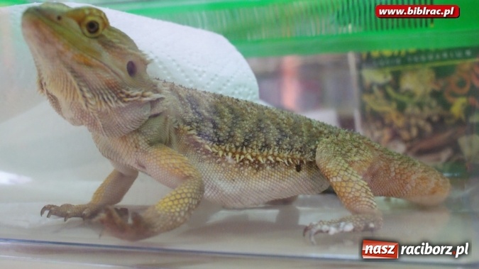 Zdjęcie w galerii na portalu naszraciborz.pl: Lato z biblioteką: Doktor Nieboli i papuga Polinezja  wiadomości z regionu