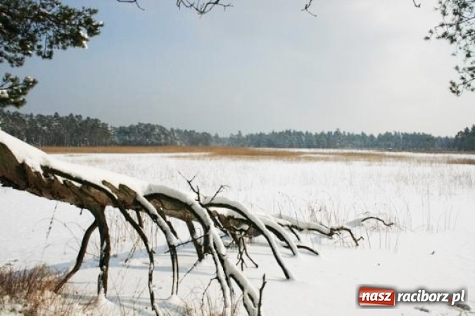 Zdjęcie w galerii na portalu naszraciborz.pl: Leśnicy walczą o przywr&oacute;cenie świetności rezerwatu Jeleniak-Mikuliny wiadomości z regionu