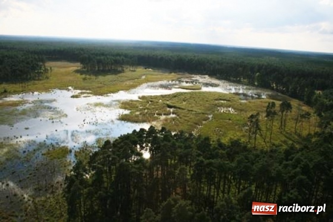 Zdjęcie w galerii na portalu naszraciborz.pl: Leśnicy walczą o przywr&oacute;cenie świetności rezerwatu Jeleniak-Mikuliny wiadomości z regionu
