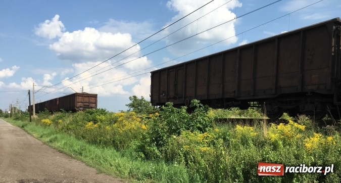 Zdjęcie w galerii na portalu naszraciborz.pl: Niecodzienne zdarzenie na linii kolejowej Racibórz-Markowice wiadomości z regionu