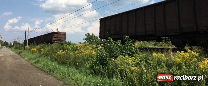 Zdjęcie w galerii na portalu naszraciborz.pl: Niecodzienne zdarzenie na linii kolejowej Racibórz-Markowice wiadomości z regionu