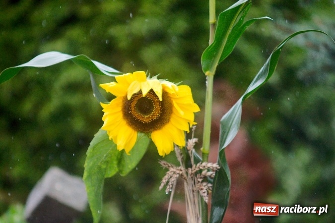 Zdjęcie w galerii na portalu naszraciborz.pl: Parafialne święto plonów w Modzurowie wiadomości z regionu