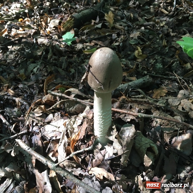 Zdjęcie w galerii na portalu naszraciborz.pl: Wysyp grzyb&oacute;w w Oborze. Pełno ich nawet przy alejkach spacerowych wiadomości z regionu