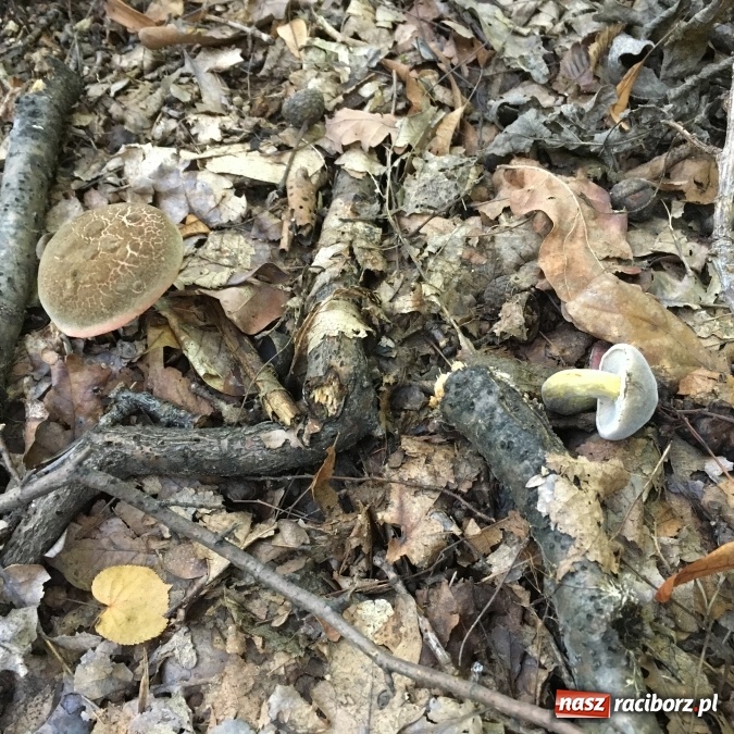 Zdjęcie w galerii na portalu naszraciborz.pl: Wysyp grzyb&oacute;w w Oborze. Pełno ich nawet przy alejkach spacerowych wiadomości z regionu