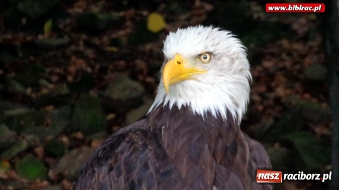 Zdjęcie w galerii na portalu naszraciborz.pl: Uczestnicy Lata z biblioteką na wycieczce w Ustroniu  wiadomości z regionu