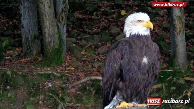 Zdjęcie w galerii na portalu naszraciborz.pl: Uczestnicy Lata z biblioteką na wycieczce w Ustroniu  wiadomości z regionu