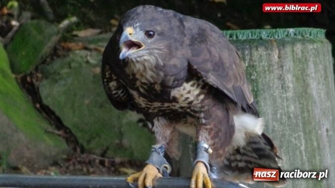 Zdjęcie w galerii na portalu naszraciborz.pl: Uczestnicy Lata z biblioteką na wycieczce w Ustroniu  wiadomości z regionu