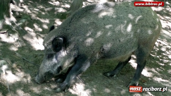 Zdjęcie w galerii na portalu naszraciborz.pl: Uczestnicy Lata z biblioteką na wycieczce w Ustroniu  wiadomości z regionu