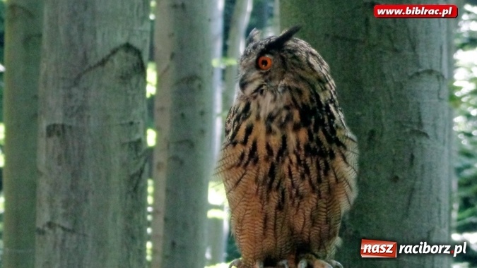 Zdjęcie w galerii na portalu naszraciborz.pl: Uczestnicy Lata z biblioteką na wycieczce w Ustroniu  wiadomości z regionu