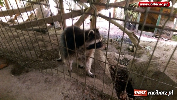 Zdjęcie w galerii na portalu naszraciborz.pl: Uczestnicy Lata z biblioteką na wycieczce w Ustroniu  wiadomości z regionu