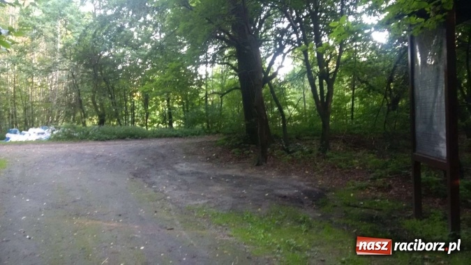 Zdjęcie w galerii na portalu naszraciborz.pl: To nieprawdopodobne, co odkryto w Arboretum Bramy Morawskiej, czyli lesie Obora! Pomóż namierzyć sprawcę! wiadomości z regionu