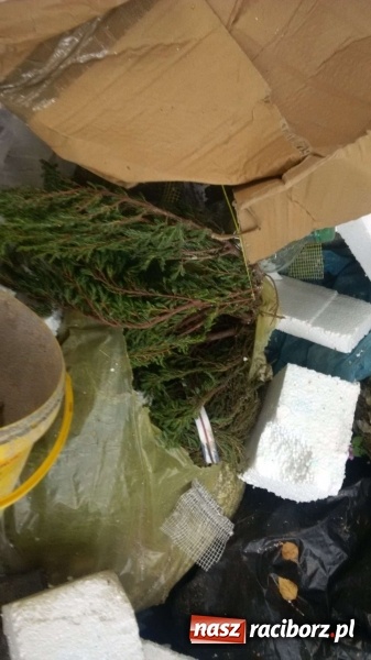 Zdjęcie w galerii na portalu naszraciborz.pl: To nieprawdopodobne, co odkryto w Arboretum Bramy Morawskiej, czyli lesie Obora! Pomóż namierzyć sprawcę! wiadomości z regionu