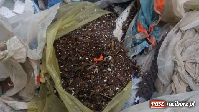 Zdjęcie w galerii na portalu naszraciborz.pl: To nieprawdopodobne, co odkryto w Arboretum Bramy Morawskiej, czyli lesie Obora! Pomóż namierzyć sprawcę! wiadomości z regionu