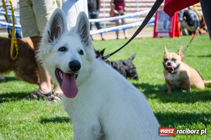 Zdjęcie w galerii na portalu naszraciborz.pl: Kosmiczny mondioring, czyli fotoreportaż z pierwszego dnia zawodów w Raciborzu wiadomości z regionu