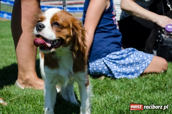 Zdjęcie w galerii na portalu naszraciborz.pl: Kosmiczny mondioring, czyli fotoreportaż z pierwszego dnia zawodów w Raciborzu wiadomości z regionu