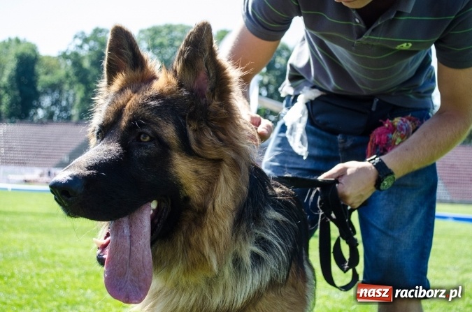 Zdjęcie w galerii na portalu naszraciborz.pl: Kosmiczny mondioring, czyli fotoreportaż z pierwszego dnia zawodów w Raciborzu wiadomości z regionu