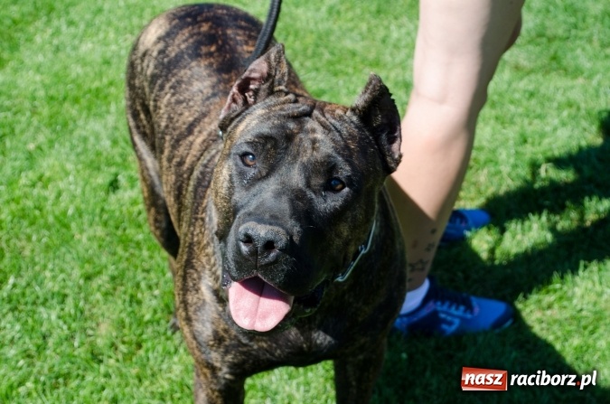 Zdjęcie w galerii na portalu naszraciborz.pl: Kosmiczny mondioring, czyli fotoreportaż z pierwszego dnia zawodów w Raciborzu wiadomości z regionu