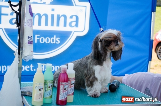 Zdjęcie w galerii na portalu naszraciborz.pl: Kosmiczny mondioring, czyli fotoreportaż z pierwszego dnia zawodów w Raciborzu wiadomości z regionu