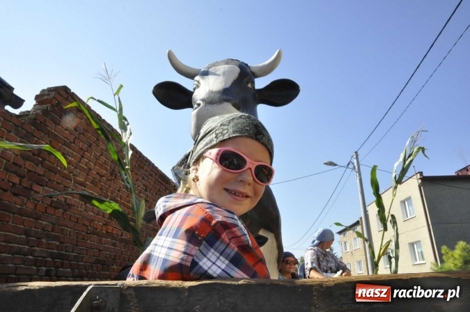 Zdjęcie w galerii na portalu naszraciborz.pl: Dożynki 2016. Z Krowiarek do Amandowa. Dożynkowy korowód jedzie aż godzinę wiadomości z regionu