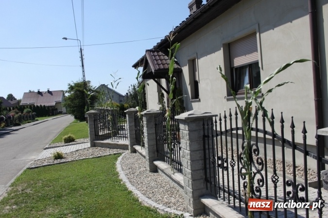 Zdjęcie w galerii na portalu naszraciborz.pl: Dożynki 2016. Barwny korowód przeszedł ulicami Wojnowic wiadomości z regionu