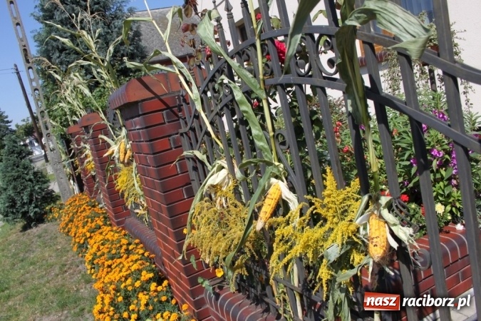 Zdjęcie w galerii na portalu naszraciborz.pl: Dożynki 2016. Barwny korowód przeszedł ulicami Wojnowic wiadomości z regionu