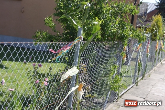 Zdjęcie w galerii na portalu naszraciborz.pl: Dożynki 2016. Barwny korowód przeszedł ulicami Wojnowic wiadomości z regionu