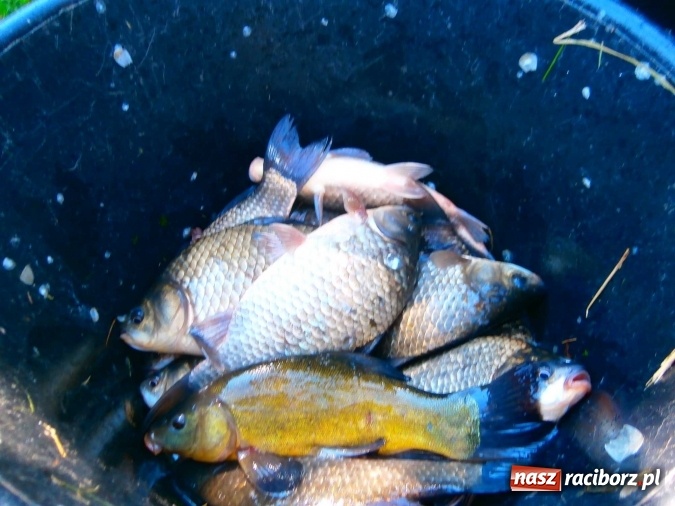 Zdjęcie w galerii na portalu naszraciborz.pl: Emeryci i renciści rywalizowali na Trzecioku wiadomości z regionu