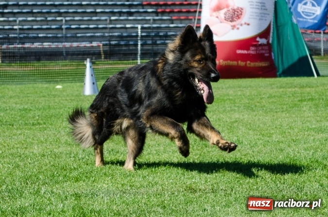 Zdjęcie w galerii na portalu naszraciborz.pl: Psie zmagania podczas drugiego dnia zawodów w mondioringu  wiadomości z regionu