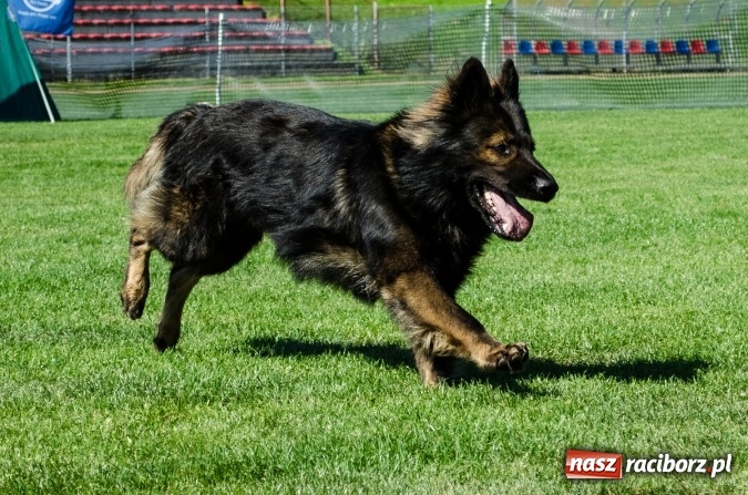 Zdjęcie w galerii na portalu naszraciborz.pl: Psie zmagania podczas drugiego dnia zawodów w mondioringu  wiadomości z regionu