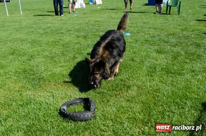Zdjęcie w galerii na portalu naszraciborz.pl: Psie zmagania podczas drugiego dnia zawodów w mondioringu  wiadomości z regionu