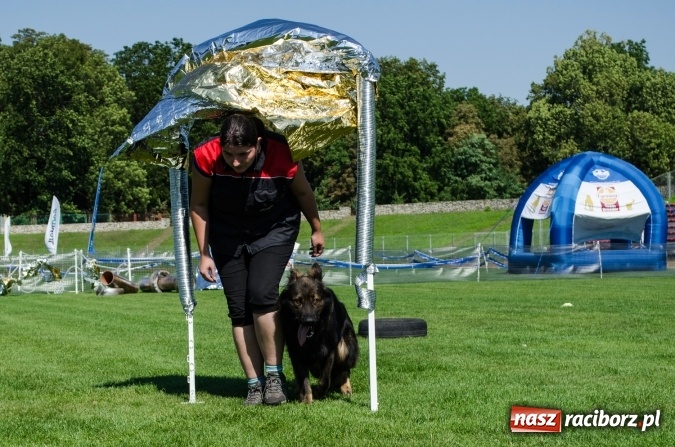 Zdjęcie w galerii na portalu naszraciborz.pl: Psie zmagania podczas drugiego dnia zawodów w mondioringu  wiadomości z regionu