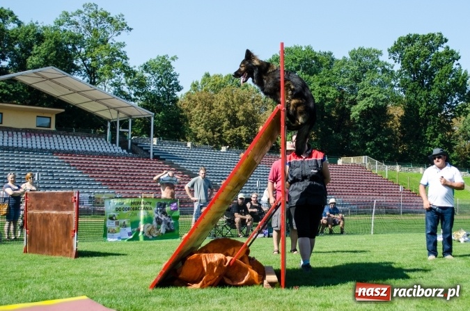 Zdjęcie w galerii na portalu naszraciborz.pl: Psie zmagania podczas drugiego dnia zawodów w mondioringu  wiadomości z regionu